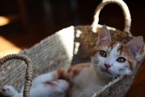 Foto kucing sakit