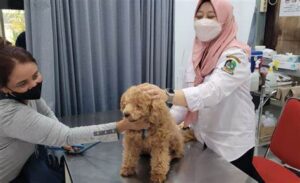 Foto anjing sakit diperiksa dokter