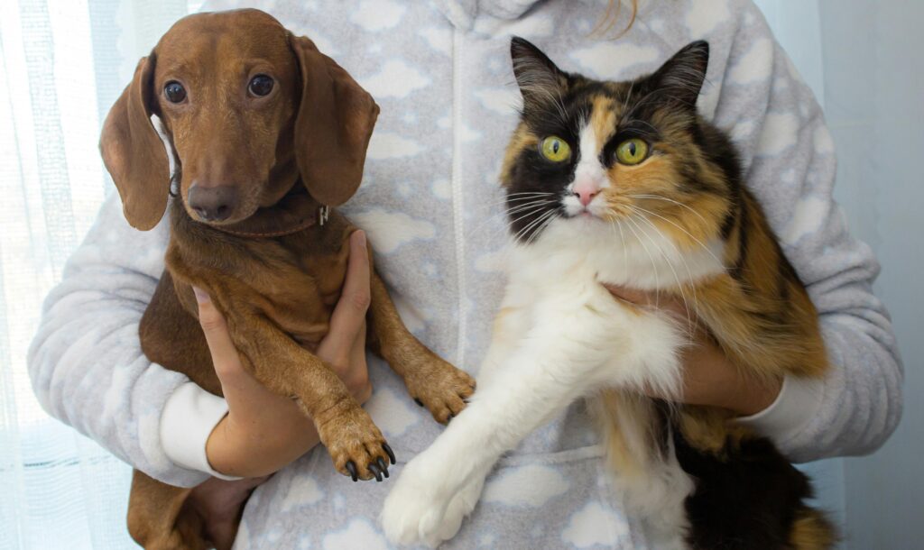 Foto kucing dan anjing lucu dan sehat