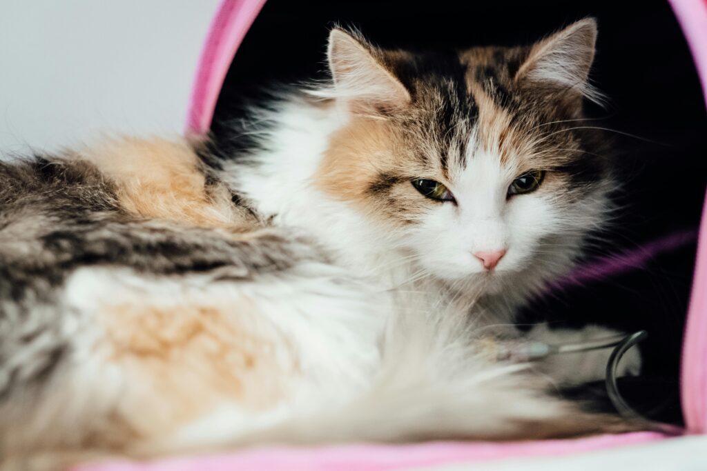 Foto kucing sakit terkena virus